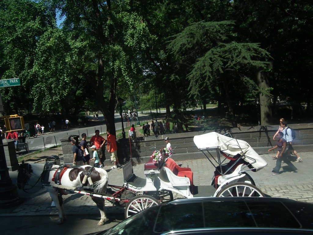A horse carriage in Central Park